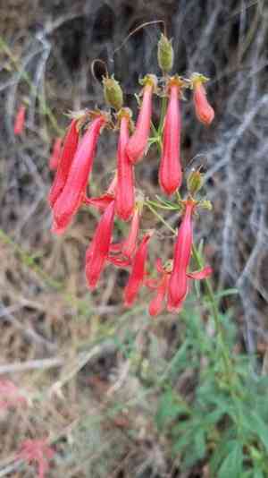 Bridge penstemon(Penstemon rostriflorus)