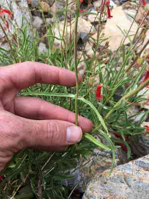 Bridge penstemon(Penstemon rostriflorus)