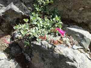 Cliff beardtongue(Penstemon rupicola)