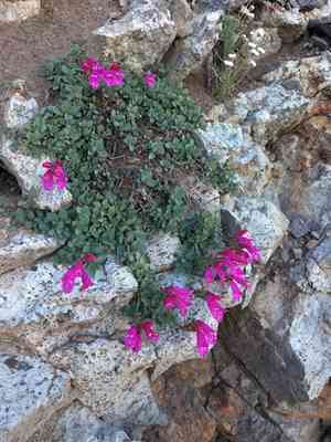 Cliff beardtongue(Penstemon rupicola)