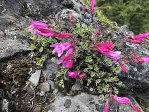 Cliff beardtongue(Penstemon rupicola)