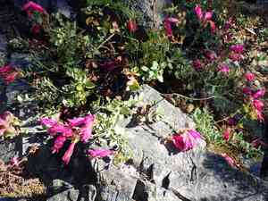 Cliff beardtongue(Penstemon rupicola)