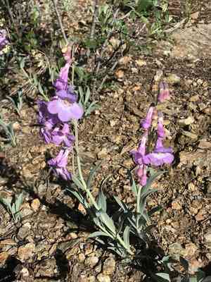 Sidebells penstemon(Penstemon secundiflorus)