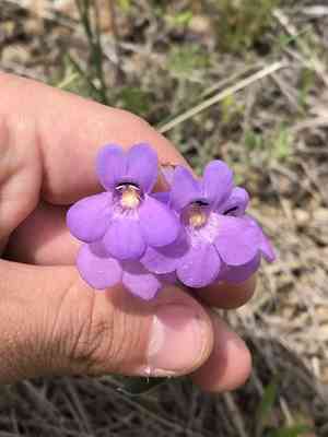 Sidebells penstemon(Penstemon secundiflorus)