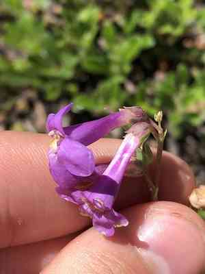 Sidebells penstemon(Penstemon secundiflorus)