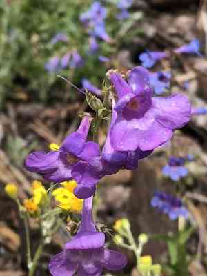 Sidebells penstemon(Penstemon secundiflorus)
