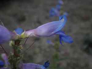 Royal penstemon(Penstemon speciosus)