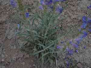 Royal penstemon(Penstemon speciosus)