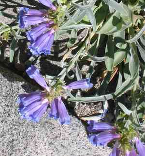 Royal penstemon(Penstemon speciosus)