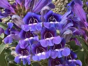 Royal penstemon(Penstemon speciosus)
