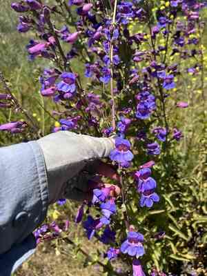 Showy Penstemon(Penstemon spectabilis)