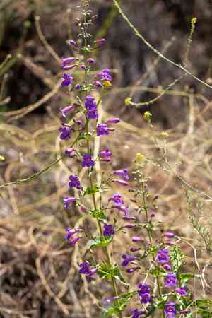 Showy Penstemon(Penstemon spectabilis)