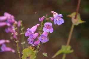 Showy Penstemon(Penstemon spectabilis)