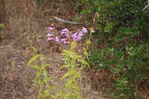 Showy Penstemon(Penstemon spectabilis)