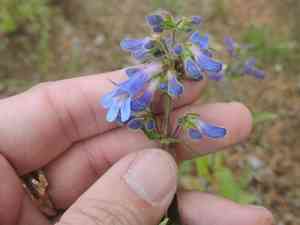 Finetooth beardtongue(Penstemon subserratus)