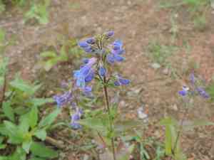 Finetooth beardtongue(Penstemon subserratus)