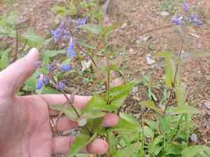 Finetooth beardtongue(Penstemon subserratus)
