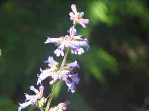 Finetooth beardtongue(Penstemon subserratus)