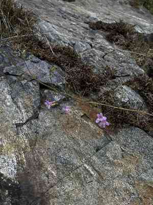 Riggin's penstemon(Penstemon triphyllus)
