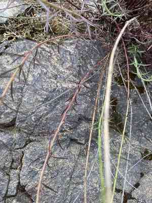 Riggin's penstemon(Penstemon triphyllus)