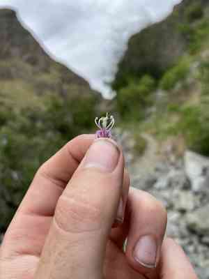 Riggin's penstemon(Penstemon triphyllus)