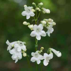 White-wand beardtongue(Penstemon tubiflorus)