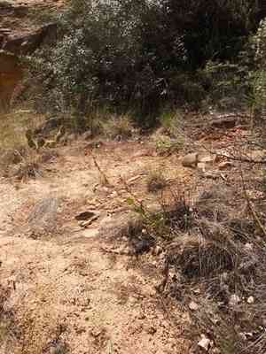 Utah penstemon(Penstemon utahensis)