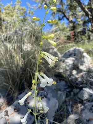 Utah penstemon(Penstemon utahensis)