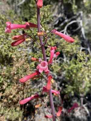 Utah penstemon(Penstemon utahensis)