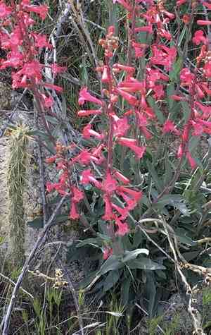 Utah penstemon(Penstemon utahensis)