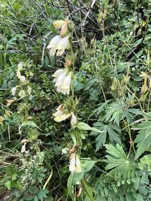 Whipple's penstemon(Penstemon whippleanus)