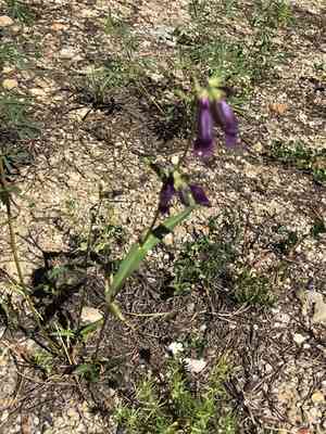 Whipple's penstemon(Penstemon whippleanus)