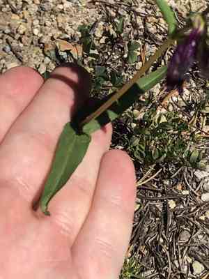 Whipple's penstemon(Penstemon whippleanus)