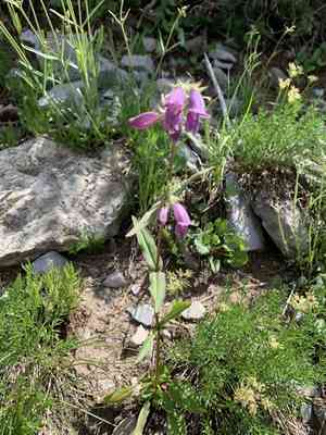 Whipple's penstemon(Penstemon whippleanus)