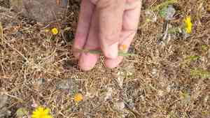 Lyon's pygmydaisy(Pentachaeta lyonii)