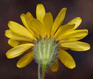 Lyon's pygmydaisy(Pentachaeta lyonii)