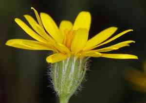 Lyon's pygmydaisy(Pentachaeta lyonii)