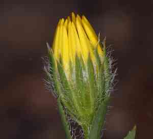 Lyon's pygmydaisy(Pentachaeta lyonii)