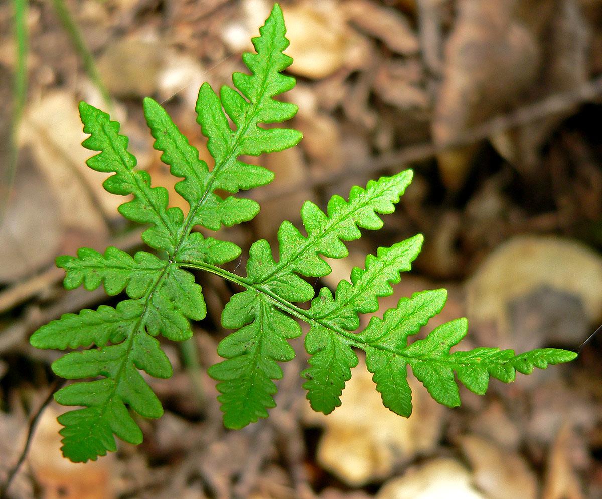Triangular Blade Fern Silverback fern (Pentagramma triangularis) Care Guide: Pests, Diseases ...