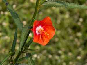 Flor impia(Pentapetes phoenicea)