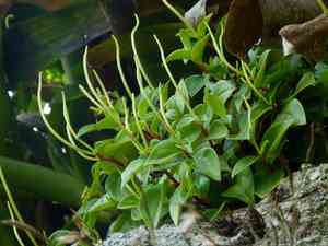 Cypress Peperomia(Peperomia glabella)