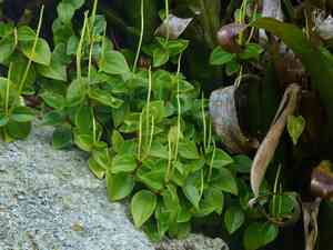 Cypress Peperomia(Peperomia glabella)