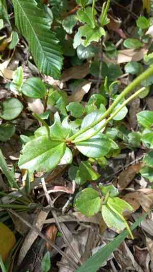Cypress Peperomia(Peperomia glabella)