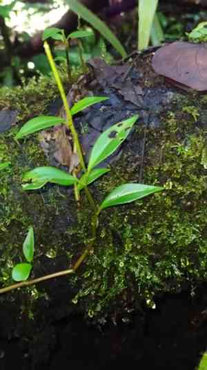 Cypress Peperomia(Peperomia glabella)