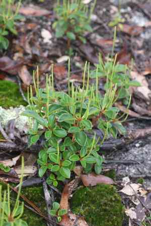Peperomia leptostachya(Peperomia leptostachya)