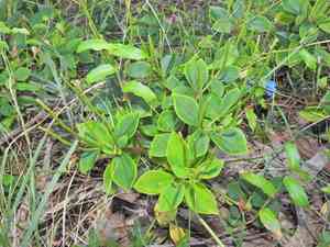 Peperomia leptostachya(Peperomia leptostachya)