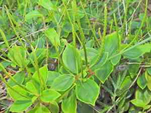 Peperomia leptostachya(Peperomia leptostachya)