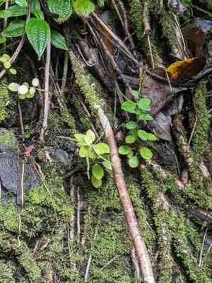Peperomia leptostachya(Peperomia leptostachya)