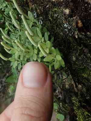 Acorn Peperomia(Peperomia tetraphylla)