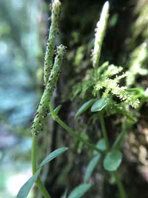 Acorn Peperomia(Peperomia tetraphylla)